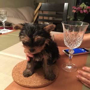 Meet your Posher, Lily